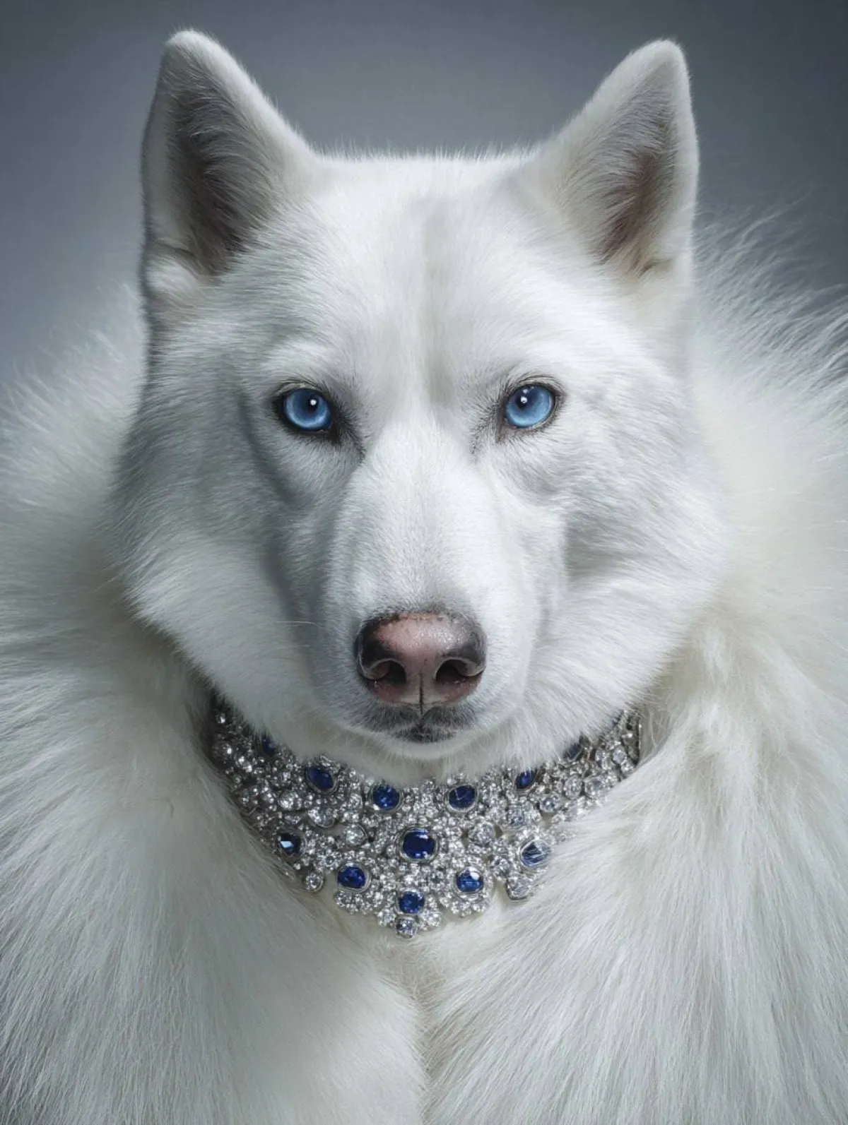 DOGUE Dergisi: Lüks Köpek Kapağı