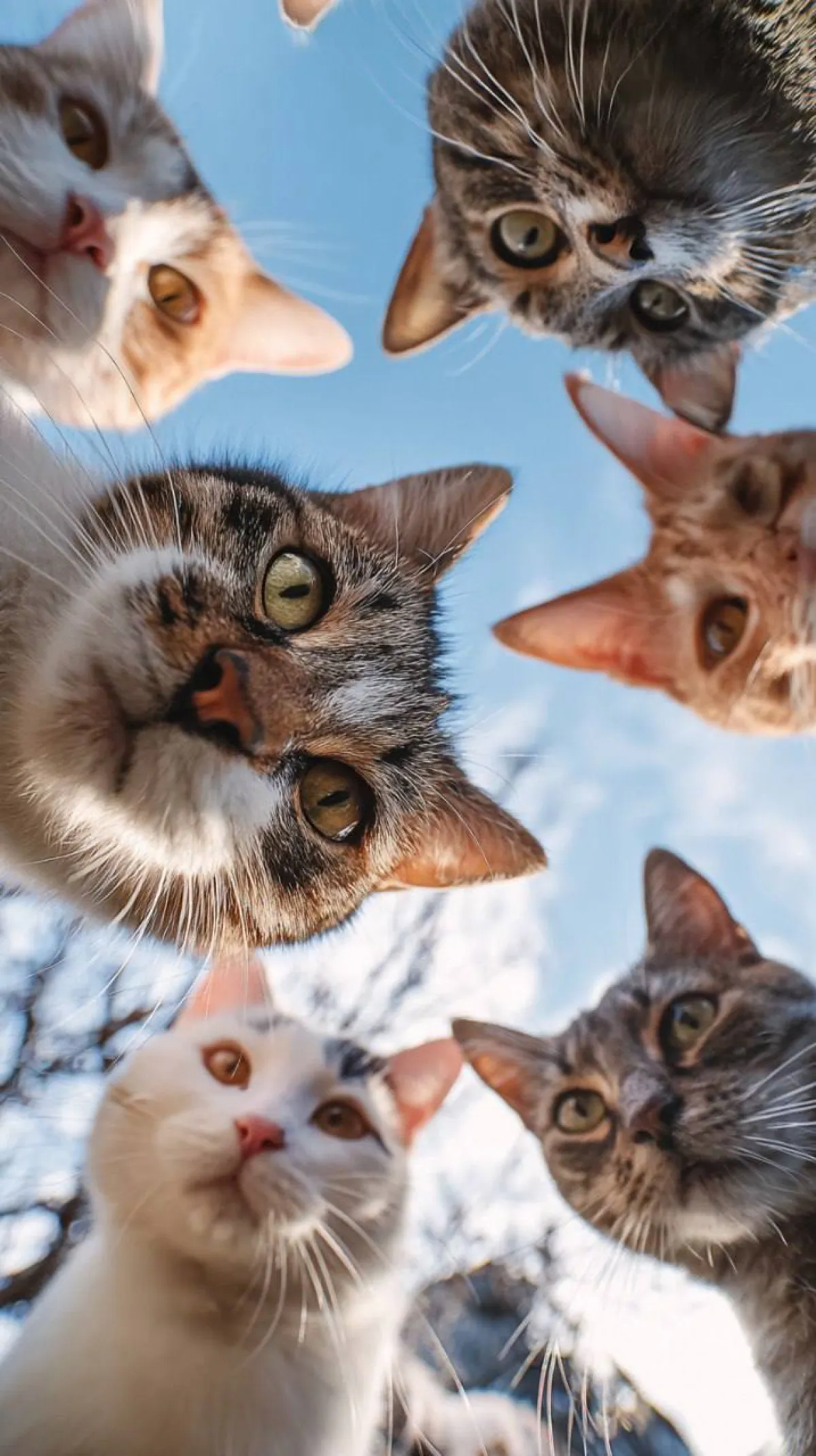 Yukarıdan Bakan Meraklı Dostlar Duvar Kağıdı