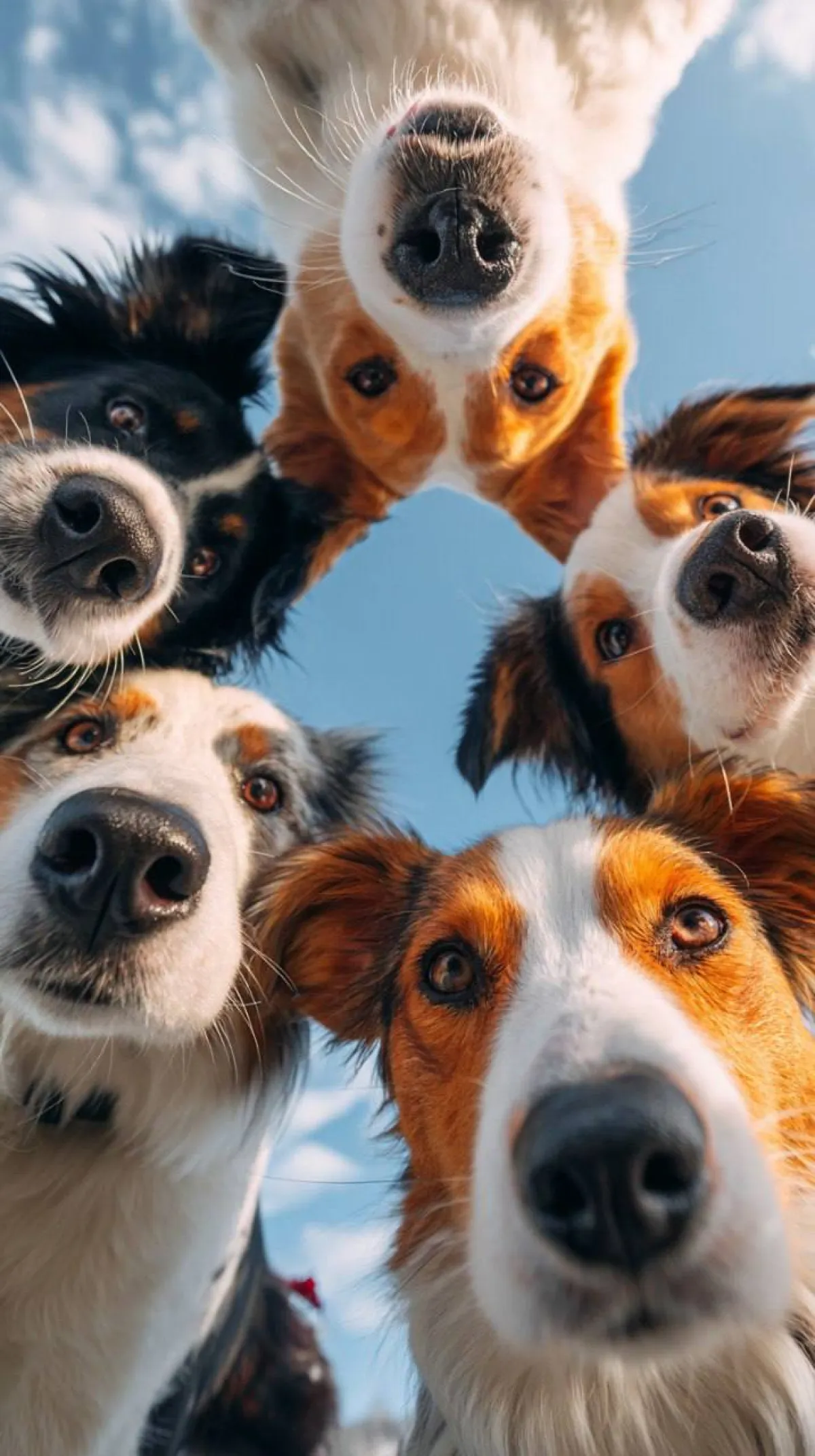 Yukarıdan Bakan Meraklı Dostlar Duvar Kağıdı