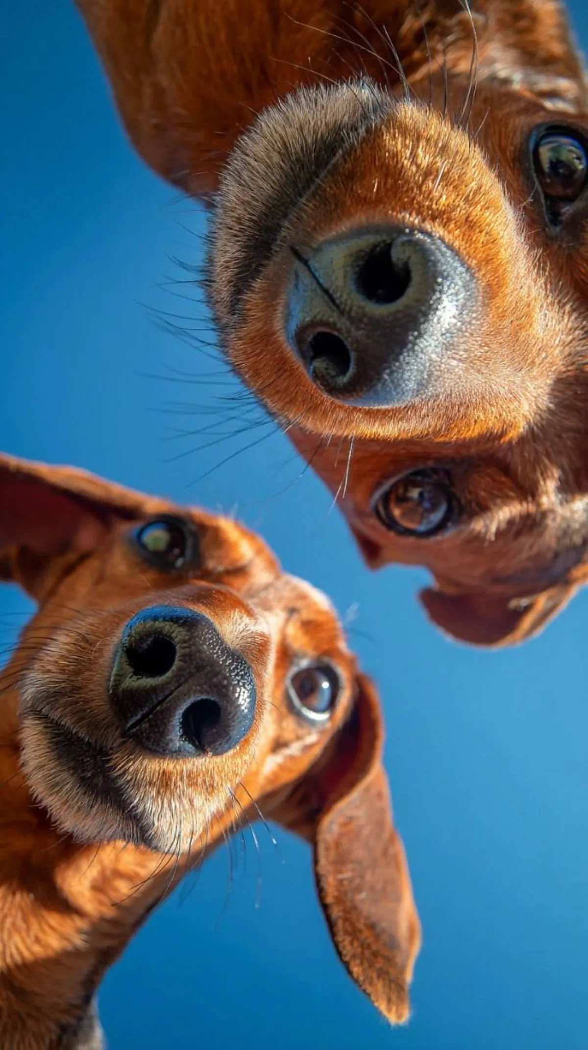 Oyunbaz Köpekler Geniş Açılı Bozulmayla Kameraya Göz Atıyor