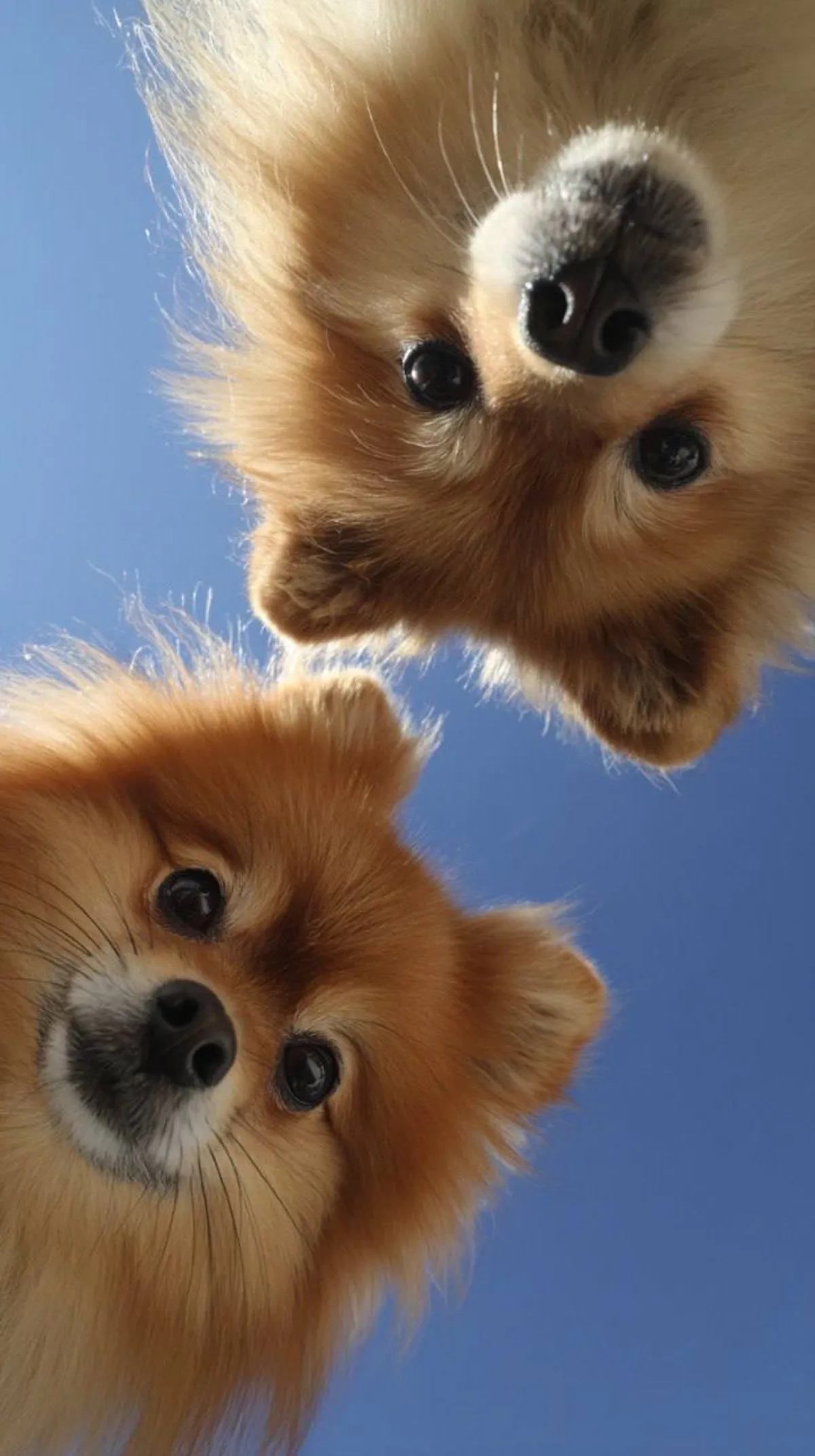 Oyunbaz Köpekler Geniş Açılı Bozulmayla Kameraya Göz Atıyor