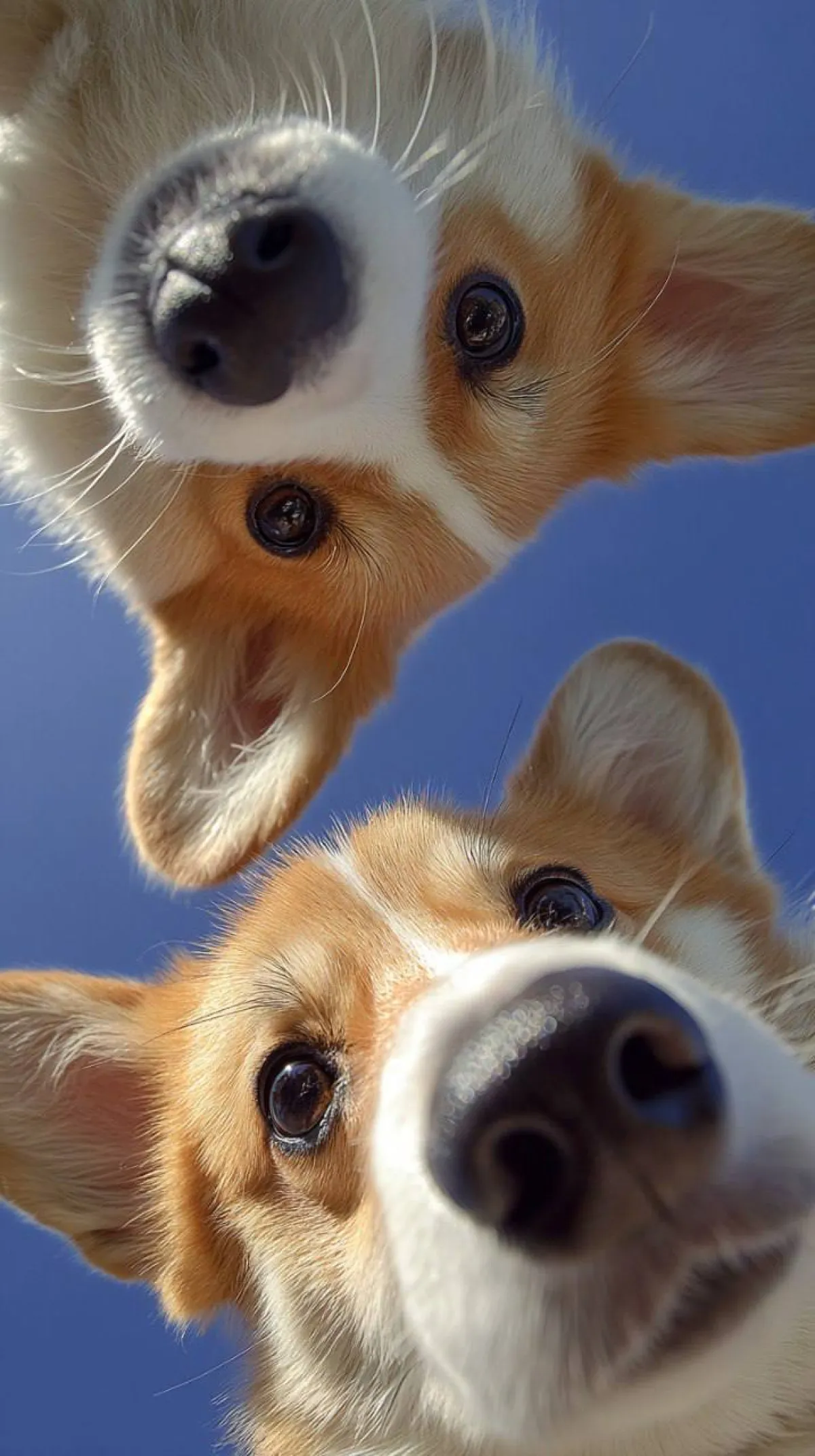 Oyunbaz Köpekler Geniş Açılı Bozulmayla Kameraya Göz Atıyor